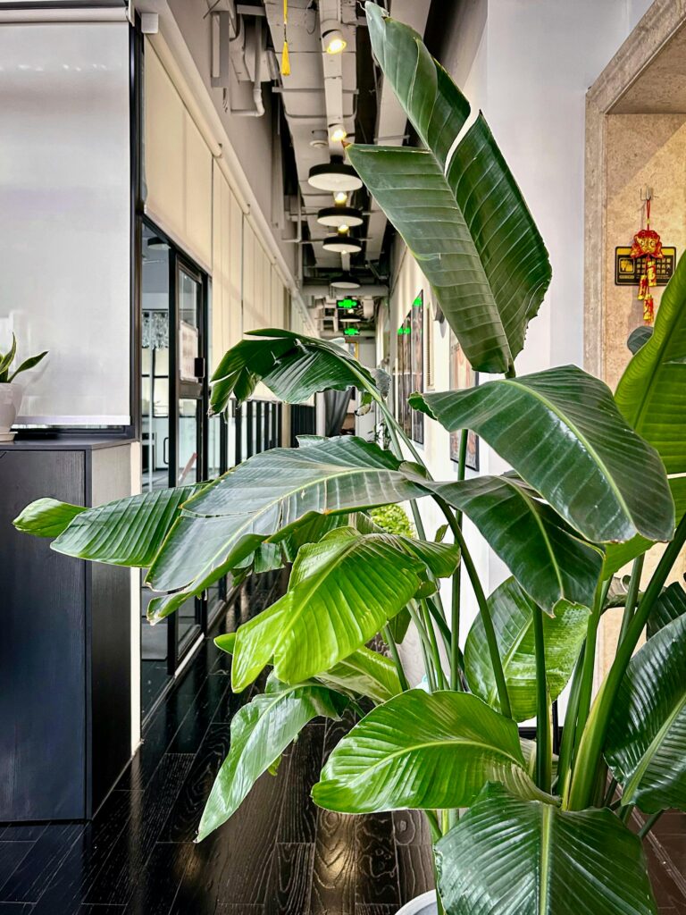Bright office hallway featuring a large tropical plant. Perfect for workspace inspiration.